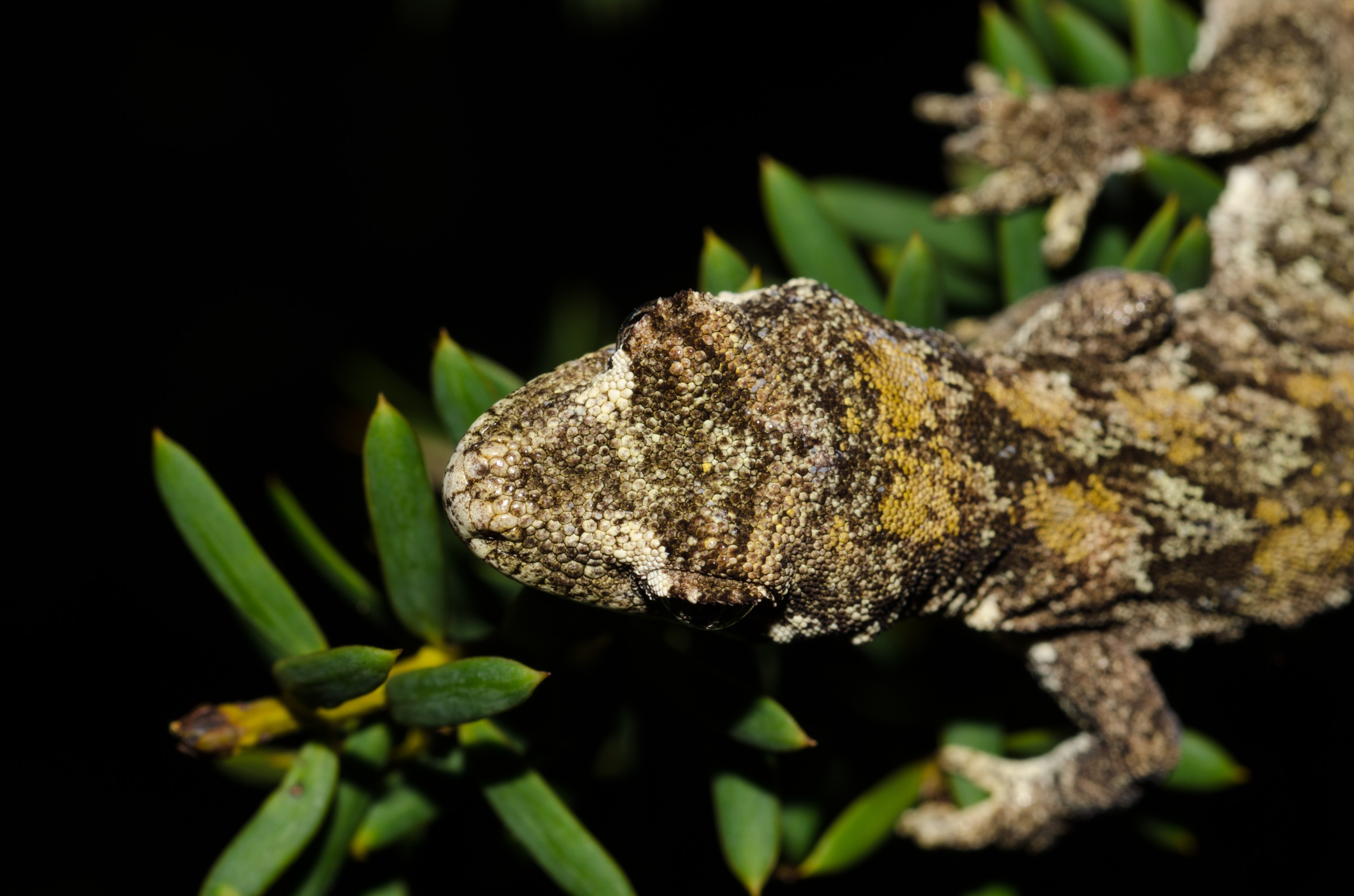 DSC_9984 – forest, gecko, Hoplodactylus, granulatus, lizard, home, Crispin, reptiles, amphibians, rare, cold, blood, new, new zealand, zealand, nz